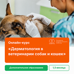 Онлайн-курс «Дерматология в ветеринарии собак и кошек»